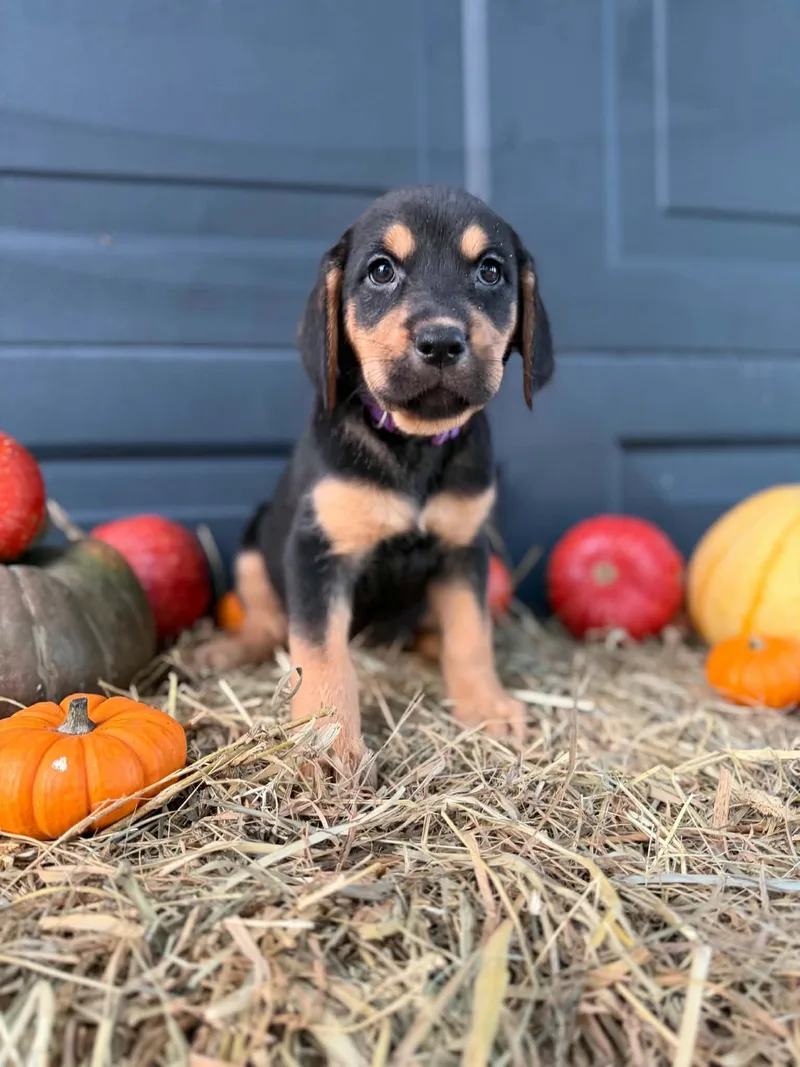A baby medium-sized female Black and Tan Coonhound dog named Rook for adoption in Dysart, IA