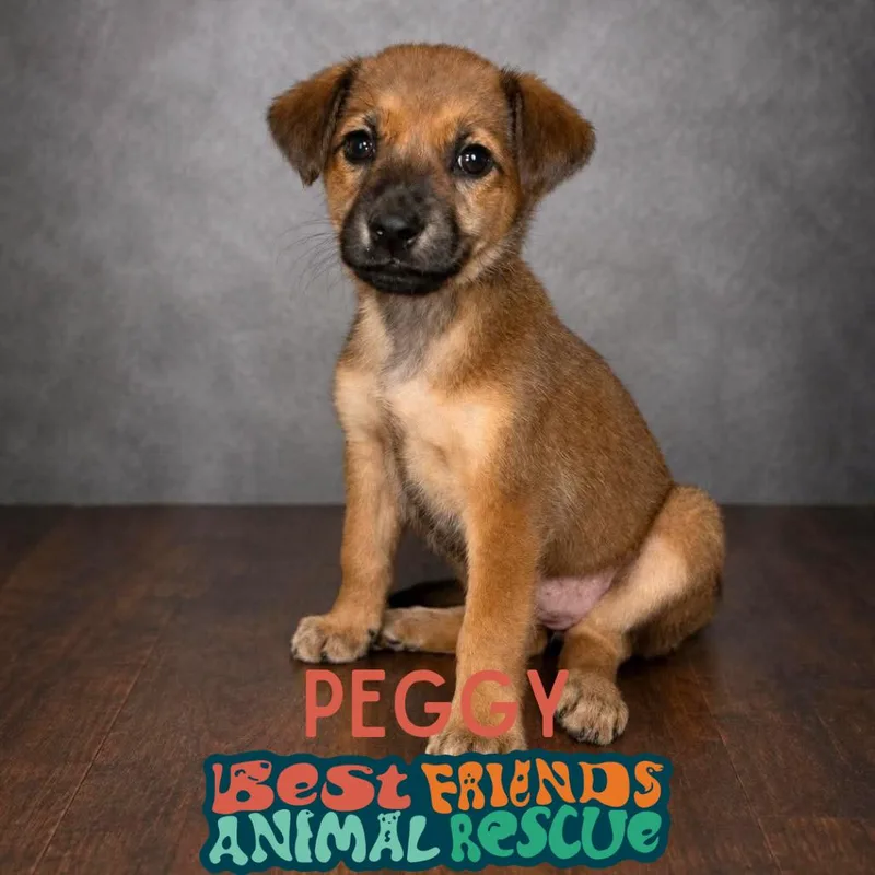 A baby small-sized female Shepherd dog named Peggy for adoption in Wasilla, AK