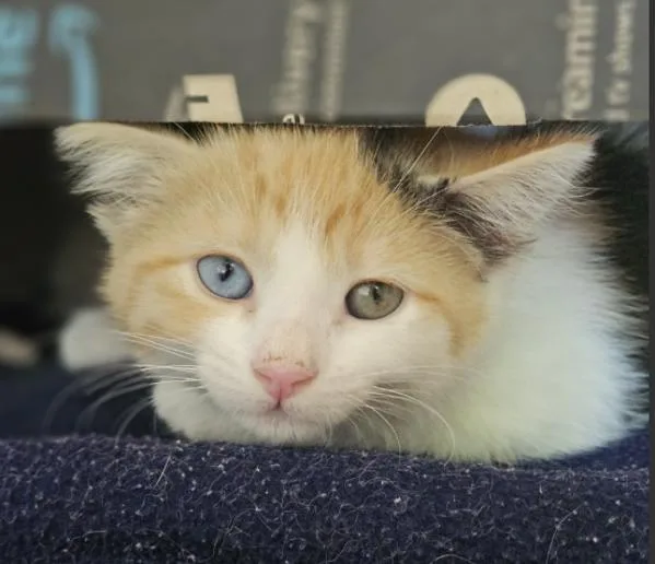 A baby small-sized female Domestic Short Hair cat named Glory for adoption in Dublin, CA