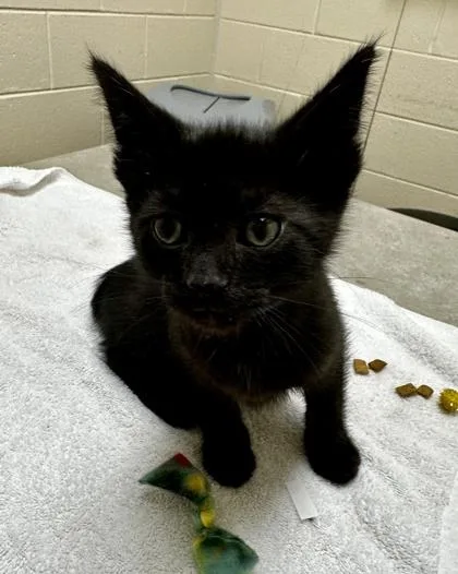 A baby small-sized male Domestic Short Hair cat named Kaleb for adoption in Westland, MI