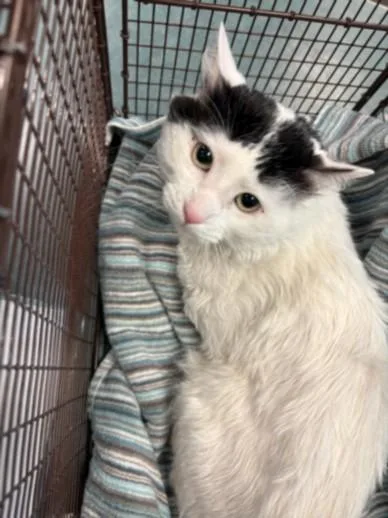 An adult medium-sized male Domestic Medium Hair cat named Pecan for adoption in Chatsworth, CA