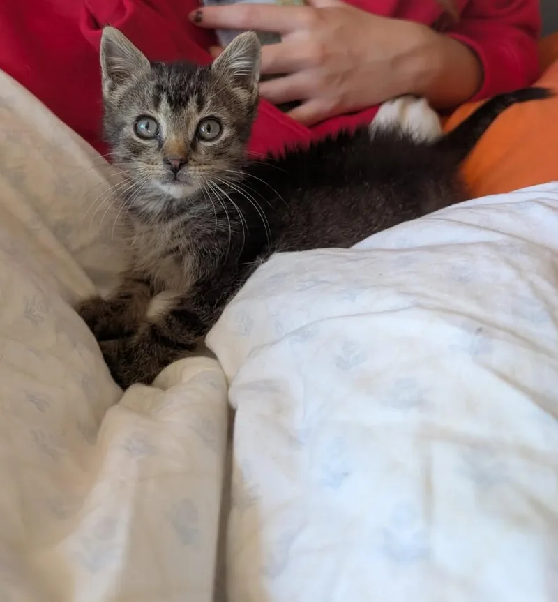 A young medium-sized male Domestic Short Hair cat named Matt for adoption in Cottonwood, MN