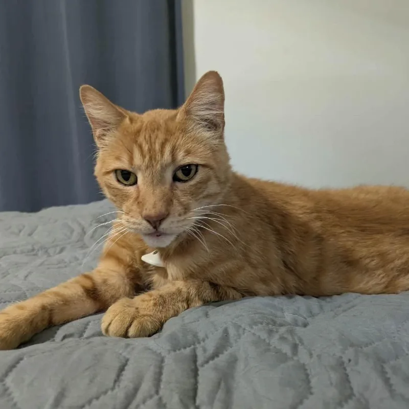 Gordon