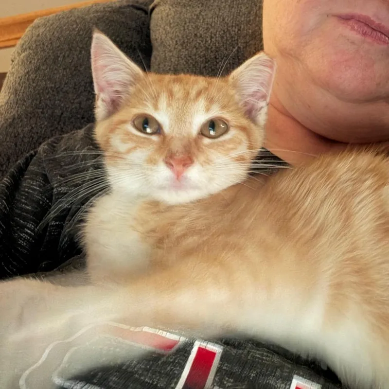 A baby small-sized male Orange / Red Domestic Short Hair cat named Ralph Malph Willingham for adoption in Woodstock, VA