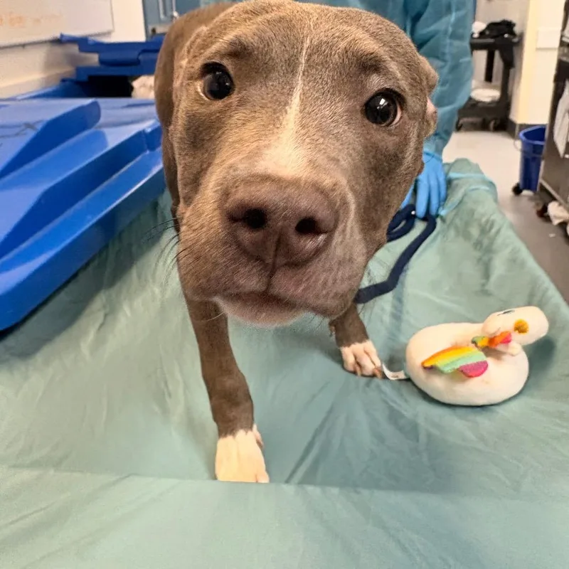 A young small-sized male Gray / Blue / Silver Mixed Breed dog named France for adoption in Philadelphia, PA