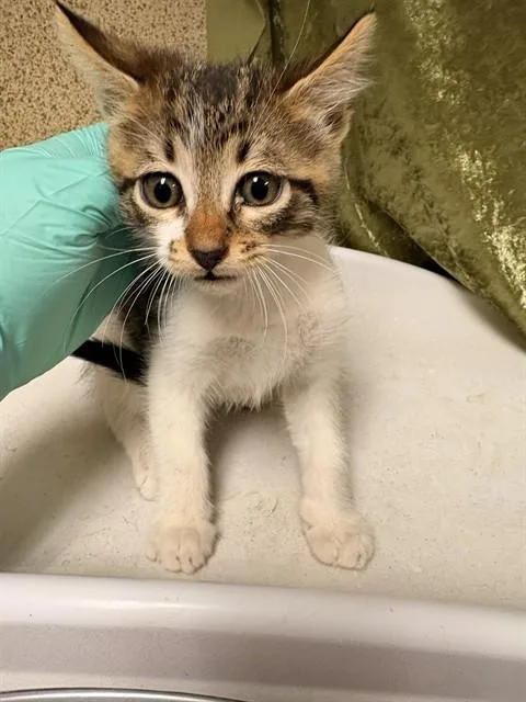 A baby small-sized male Domestic Short Hair cat named Kk for adoption in Riverside, CA