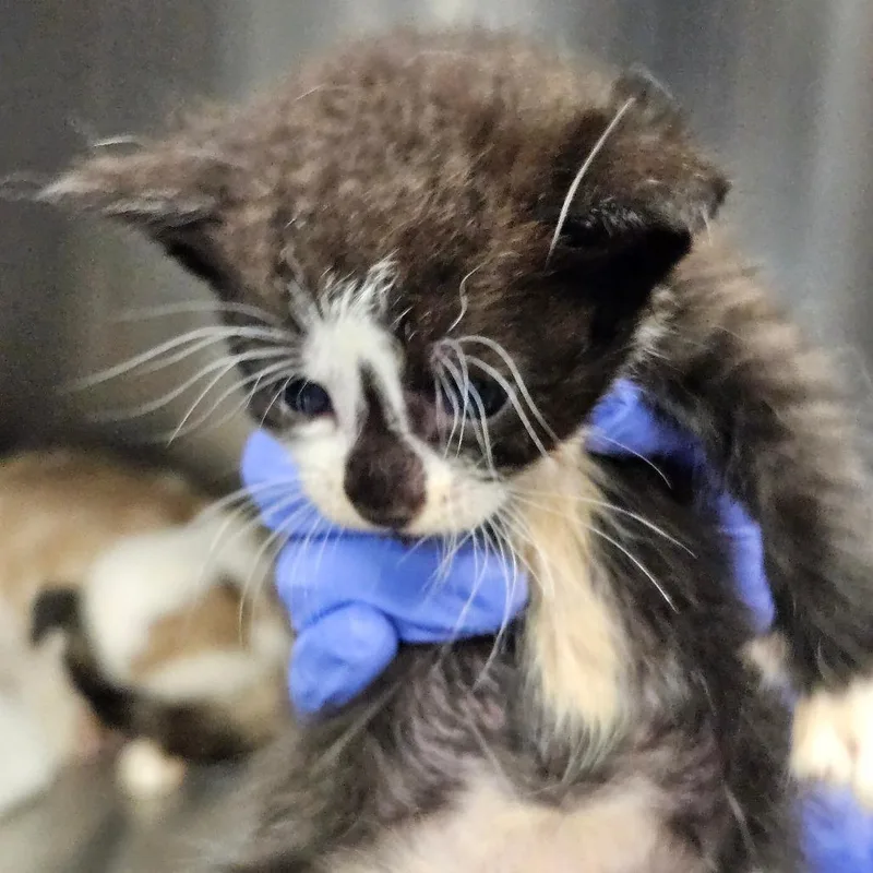 A baby small-sized female Domestic Short Hair cat named Elvira for adoption in Greensboro, NC