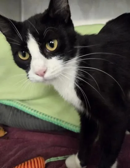 An adult large-sized female Domestic Short Hair cat named Moose for adoption in Munster, IN