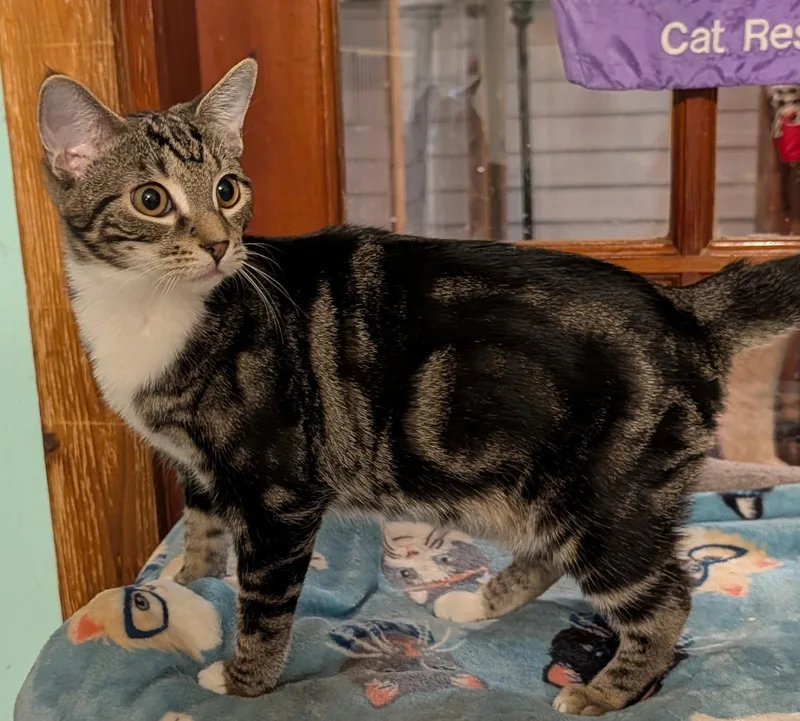 A young medium-sized female Domestic Short Hair cat named Annette for adoption in Pompano Beach, FL