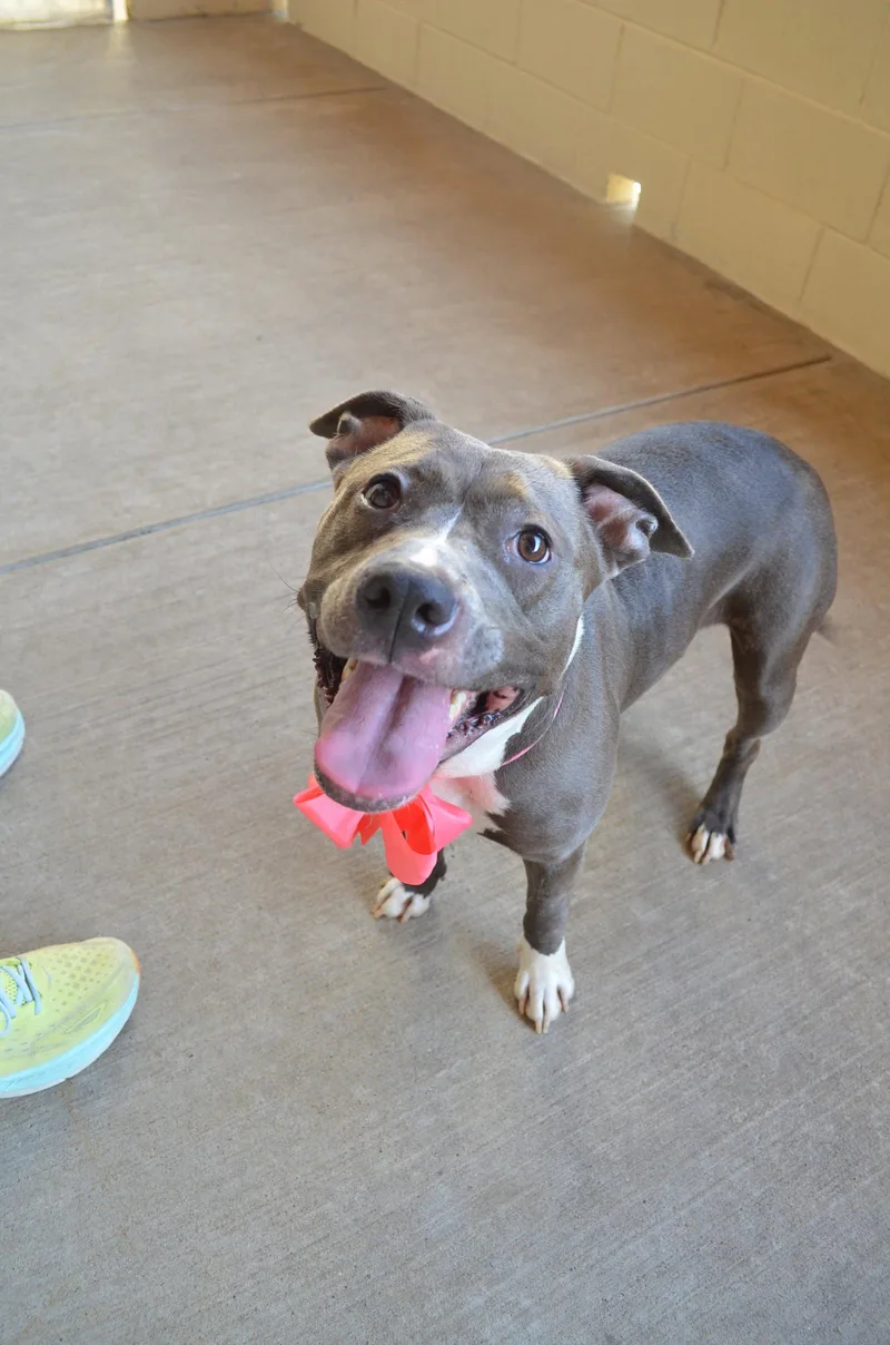 An adult large-sized female Pit Bull Terrier dog named Router for adoption in McKinney, TX