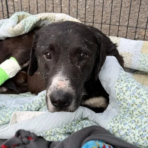 An adult large-sized male Mixed Breed dog named Billy and Butter for adoption in Madras, OR