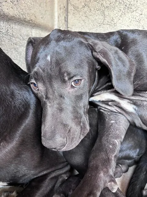 A young small-sized male Great Dane dog named A for adoption in Oklahoma City, OK