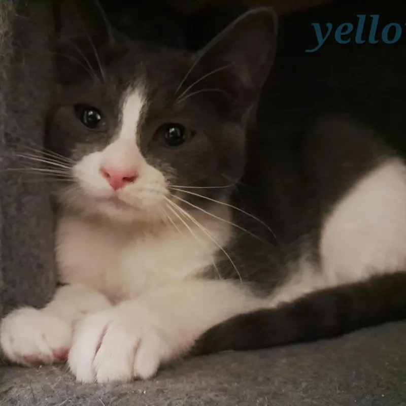 A baby small-sized female Gray / Blue / Silver Domestic Short Hair cat named Scurry C for adoption in Princeton, MN
