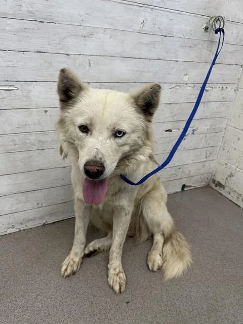 An adult large-sized male Siberian Husky dog named Honeydew for adoption in San Bernardino, CA