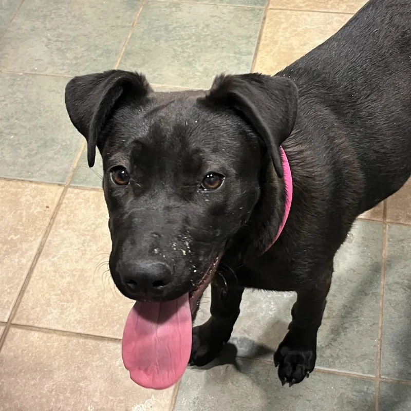 A young medium-sized female Black Mixed Breed dog named Red Bull for adoption in Chattanooga, TN