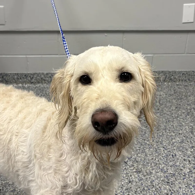 An adult medium-sized female White / Cream Mixed Breed dog named Bug Leyla for adoption in Greenville, SC