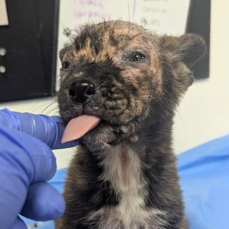 A baby small-sized female Brindle Husky dog named Naomi for adoption in Parrish, AL