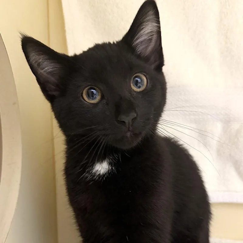 A baby medium-sized male Black & White / Tuxedo Domestic Short Hair cat named Saul for adoption in Cooperstown, NY