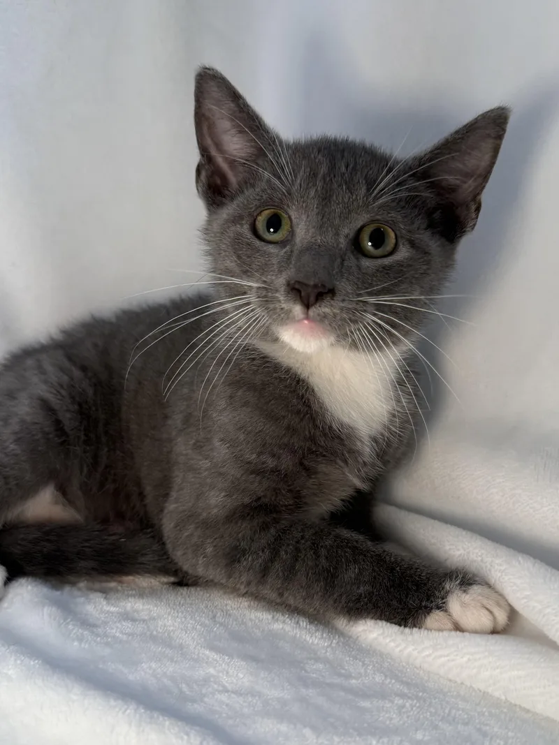 A baby medium-sized male Gray & White Domestic Short Hair cat named Joey for adoption in Greensboro, NC