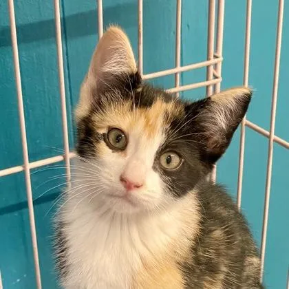A baby medium-sized female Calico Domestic Short Hair cat named Amaretto for adoption in Plano, TX