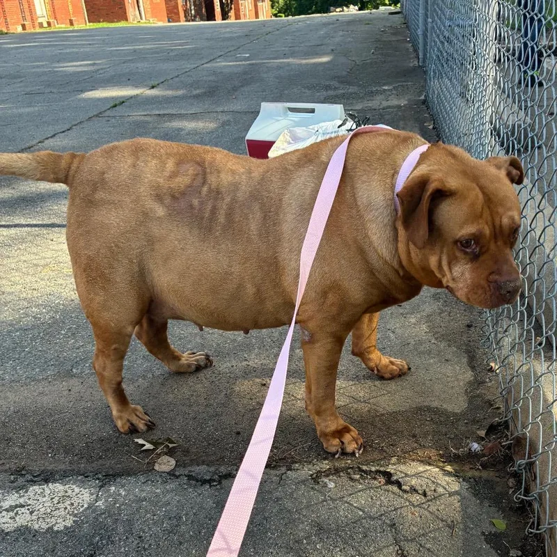 A senior extra large-sized female Labrador Retriever dog named Diabetty for adoption in Little Rock, AR