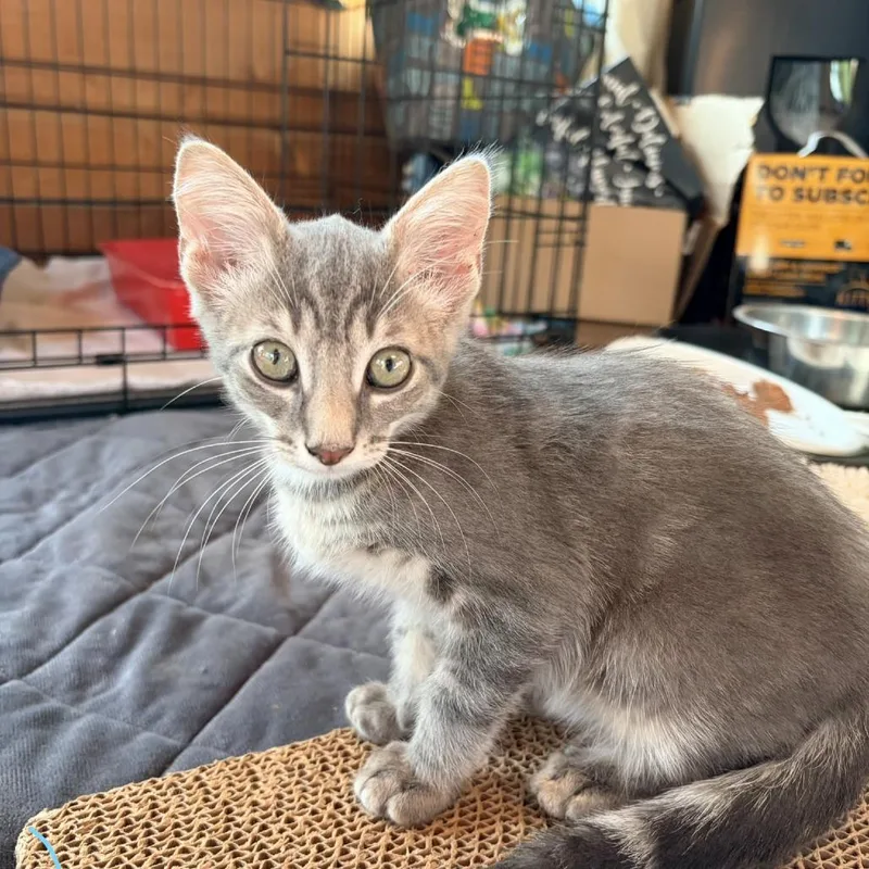 A baby small-sized male Gray / Blue / Silver Domestic Short Hair cat named Alfalfa for adoption in Aldie, VA