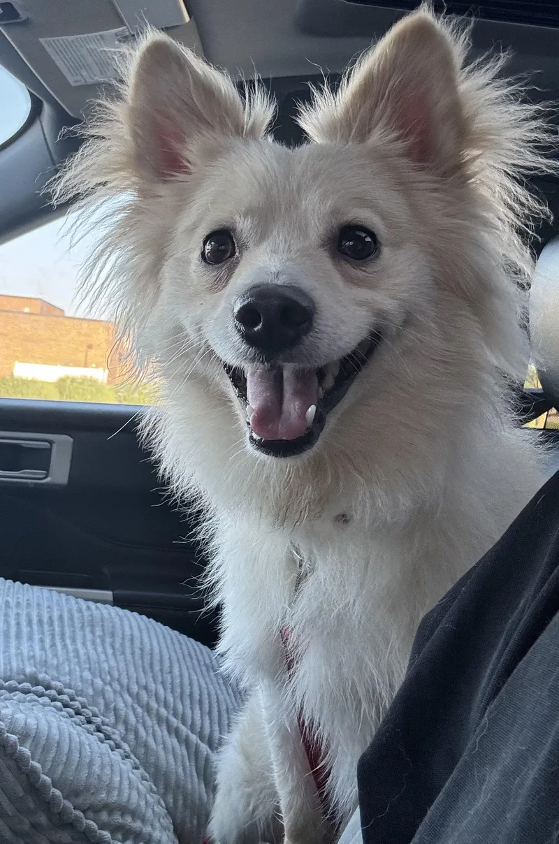 A young small-sized male White / Cream Pomeranian dog named Milo for adoption in Cedar Rapids, IA