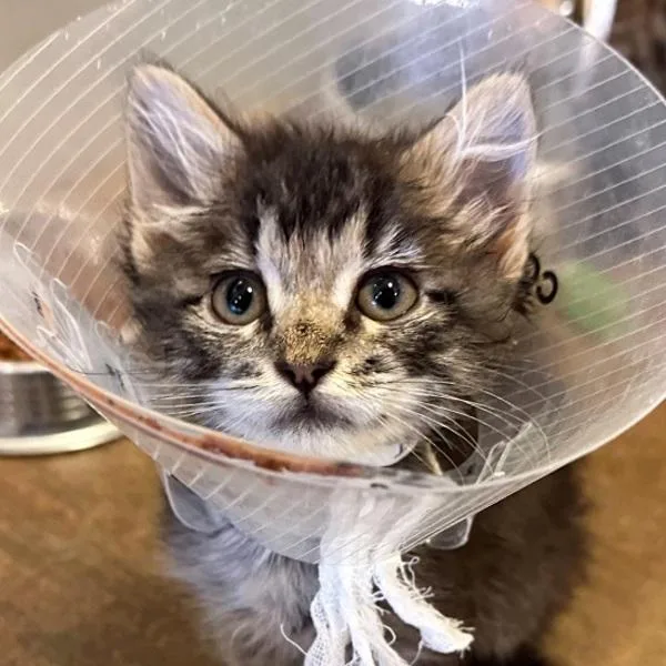 A baby small-sized female Domestic Short Hair cat named Diana San Juan for adoption in Walnut Creek, CA
