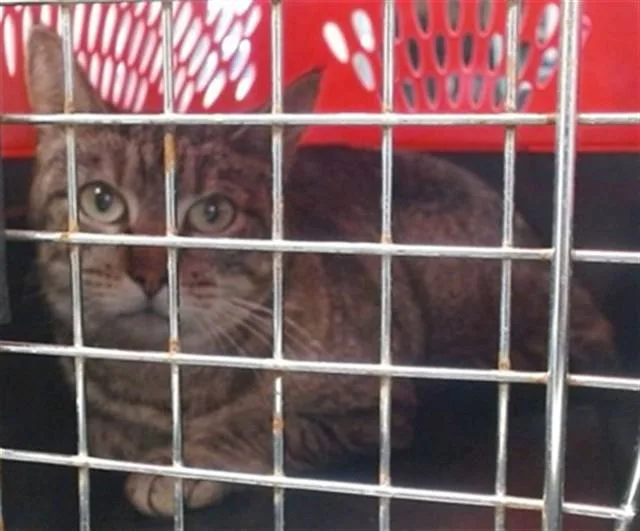 A young large-sized female Domestic Short Hair cat named Princess Zoey for adoption in Oklahoma City, OK