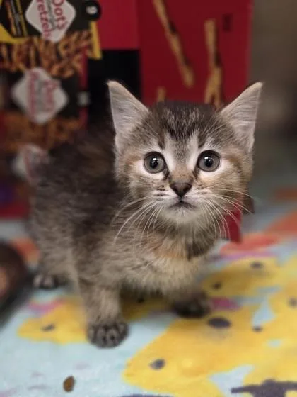 A baby small-sized female Domestic Short Hair cat named Root Beer for adoption in Westland, MI