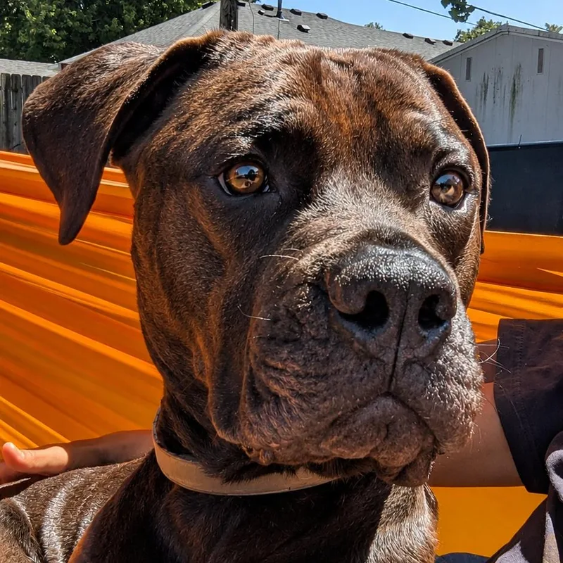 An adult large-sized male Brown / Chocolate Mixed Breed dog named Chesty for adoption in Zimmerman, MN