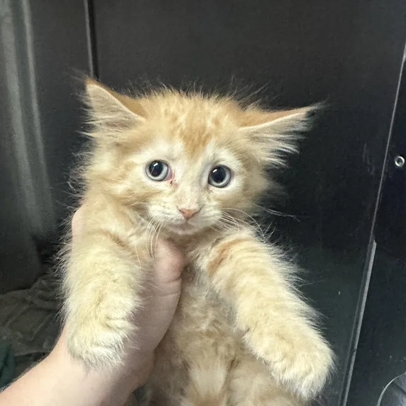 A young medium-sized female Tabby (Orange / Red) Domestic Medium Hair cat named Wednesday for adoption in Clinton, IL