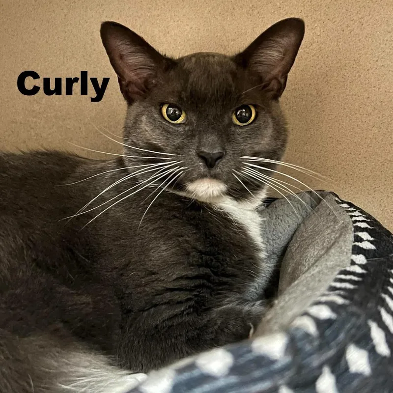 Curly