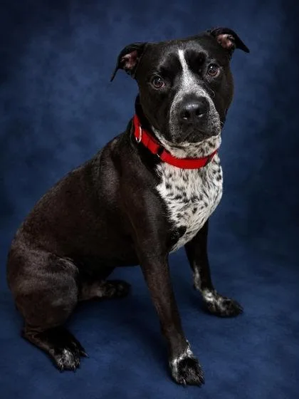 An adult medium-sized male Mixed Breed dog named Oreo Pie for adoption in West Chester, PA