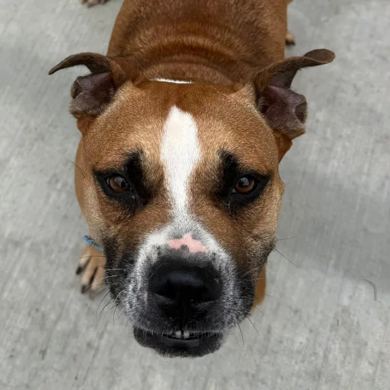 A senior medium-sized female Mixed Breed dog named Janelle for adoption in Warren, OH