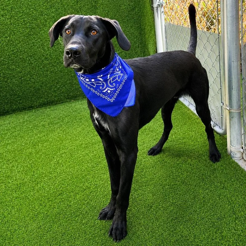 A young medium-sized male Black German Shepherd Dog dog named Marlin for adoption in Oak Point, TX