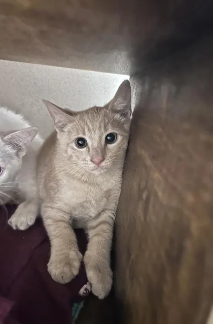 A baby small-sized male Domestic Short Hair cat named Nugget for adoption in Bellevue, WA