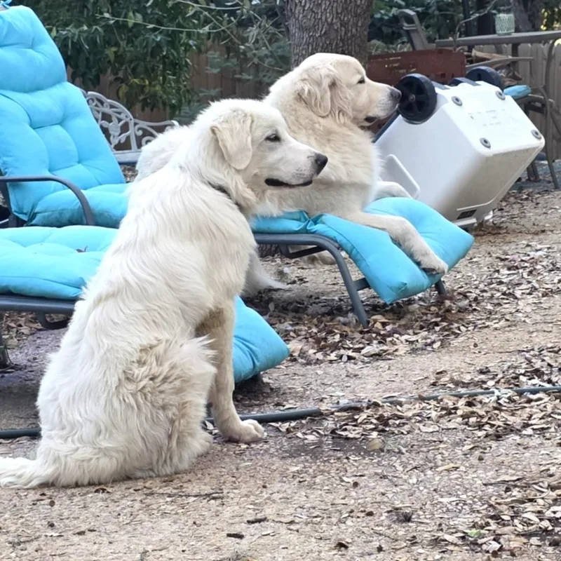 Billy Bob Sat thumbnail 2