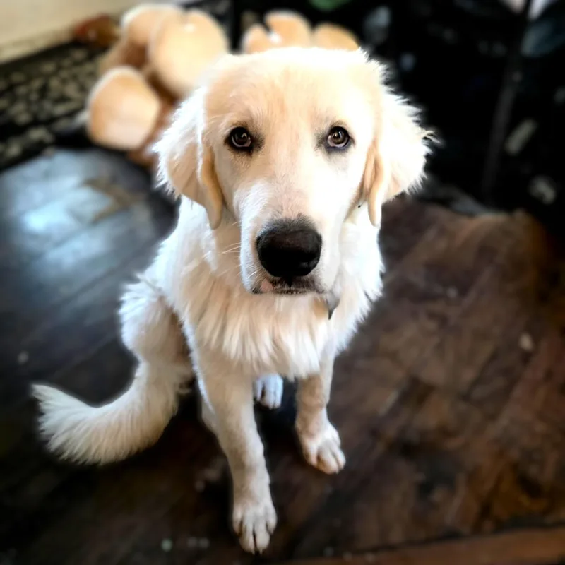 Billy Bob Sat thumbnail 3