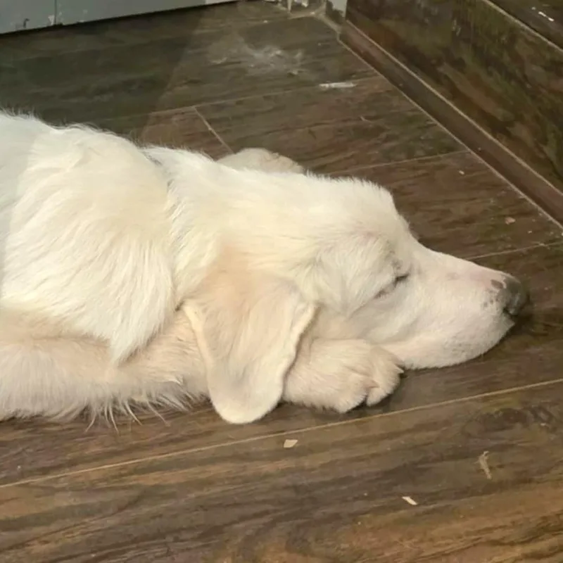 Billy Bob Sat thumbnail 4