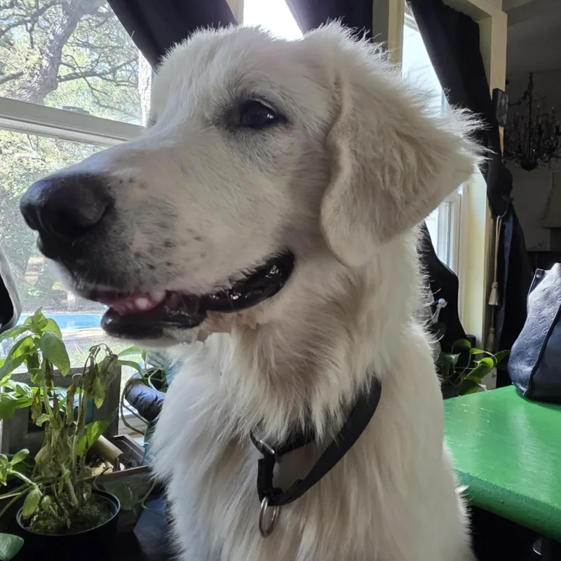 Billy Bob Sat thumbnail 5