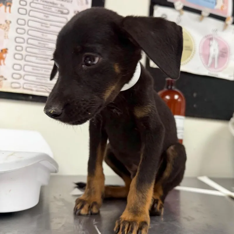 A baby small-sized male Shepherd dog named Logan for adoption in Parrish, AL