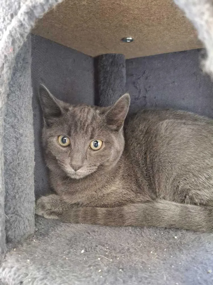 A baby small-sized male Gray / Blue / Silver Domestic Short Hair cat named Barong for adoption in Bowling Green, OH