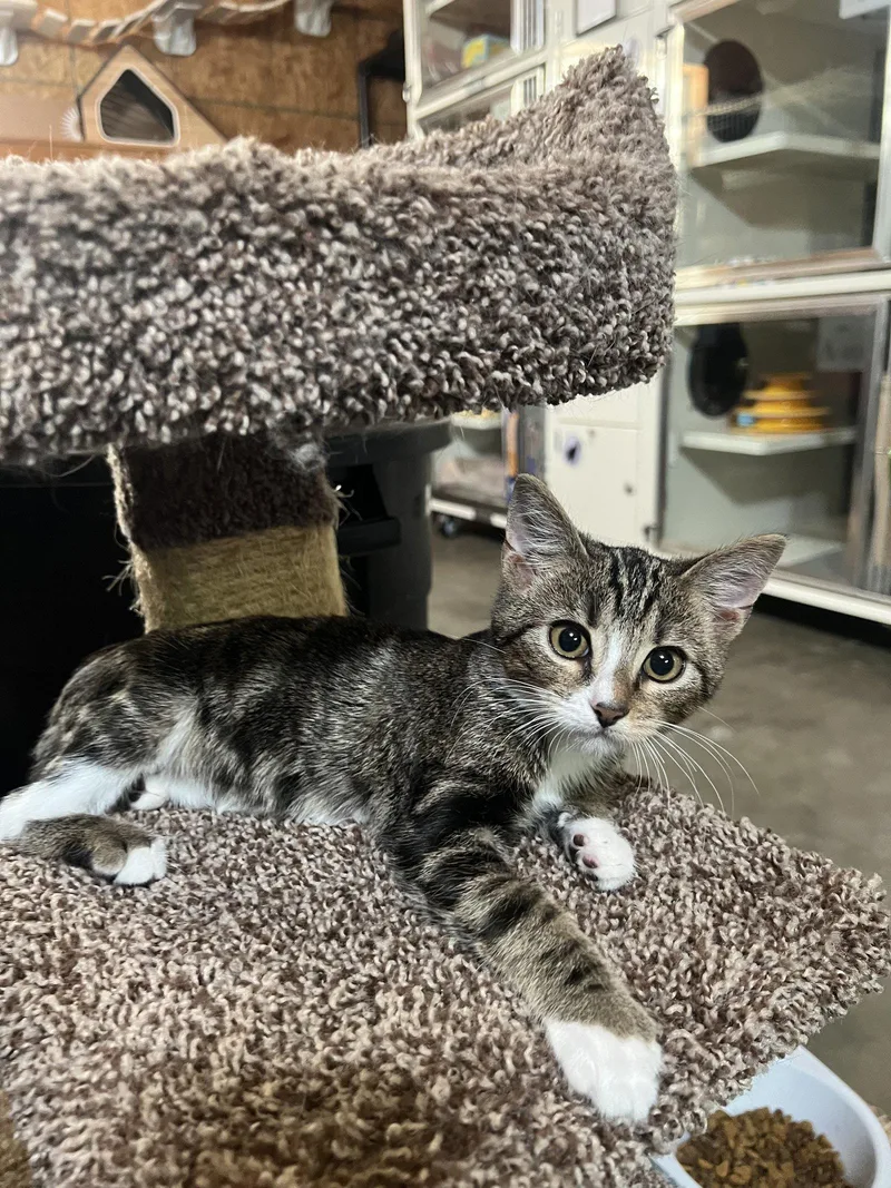 A baby medium-sized male Domestic Short Hair cat named Little Timmy for adoption in Hammond, LA