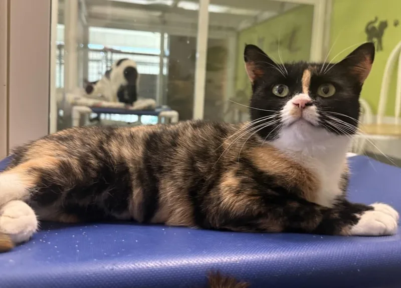 A young small-sized female Domestic Short Hair cat named Patches for adoption in Lemoore, CA