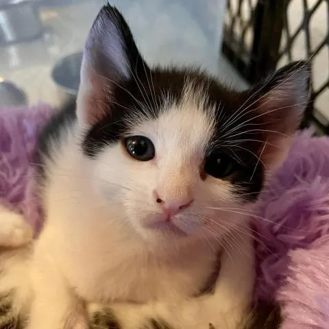 Texas Pete thumbnail 2