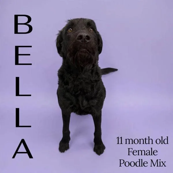 A young medium-sized female Standard Poodle dog named Bella for adoption in Nicholasville, KY