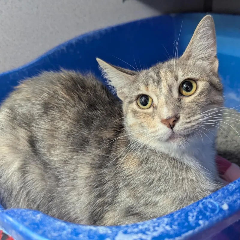 A young medium-sized female Domestic Short Hair cat named Sushi for adoption in Evansville, IN