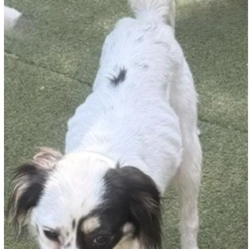 A young medium-sized male Australian Shepherd dog named Tilbury for adoption in Norwalk, CT