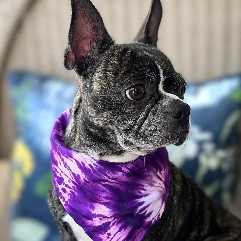 Sadie